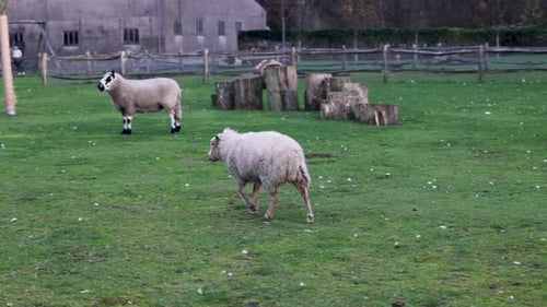 Two sheep stand on a grassy field near a rustic wooden fence. One faces the camera curiously