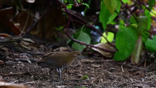 Buff-Banded Rail Foraging in Natural Habitat