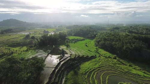 Beautiful morning view indonesia Panorama Landscape paddy fields with beauty color and sky natural