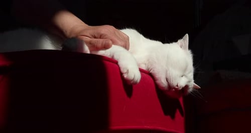 White Cat Napping, Getting Pet