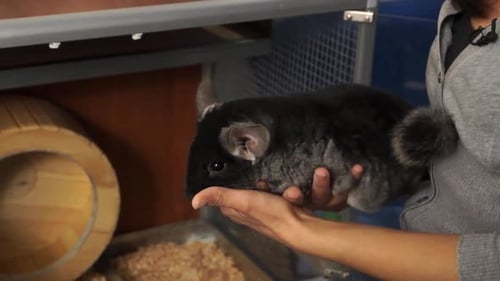Cute Baby Chinchilla Pet With Fluffy Black Fur Being Released Into Its Cage By His Owner With Runnin
