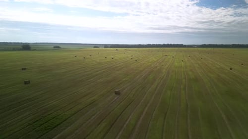 Yellow field with harvested wheat and hay bales. Aerial view of the field with square bales