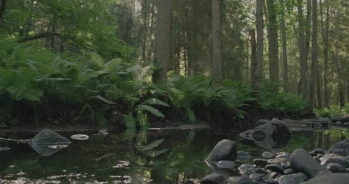 Lush Forest Serenity: Am Morgen fließt ein Fluss sanft durch das Herz eines lebendigen, grünen Waldes