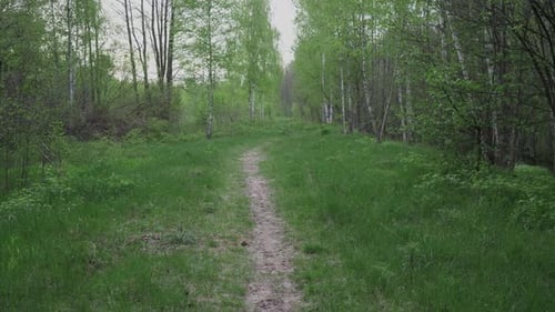Forest Path in the Evening in Summer Movement Background Abstraction