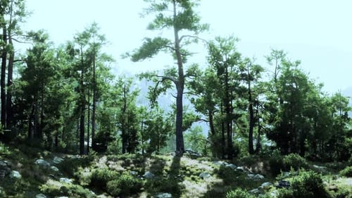 A Lush and Vibrant Forest Landscape with a Multitude of Towering Trees