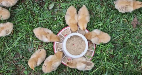 There is Cute Little Chickens in Countryside Eating From a Special Feeder