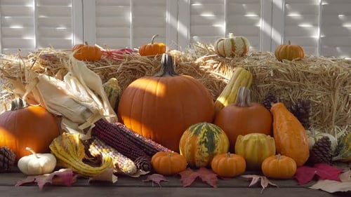 Pumpkins and Gourds for Autumn Harvest
