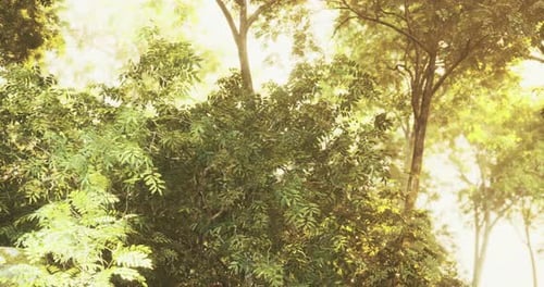 Sunlight Filtering Through Lush Green Trees in a Serene Forest Setting