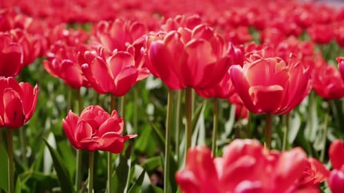 Red Tulips Sway Gently in a Sunlit Garden