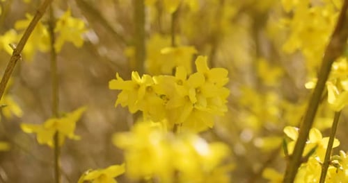 close up of a yellow forsythia shrub