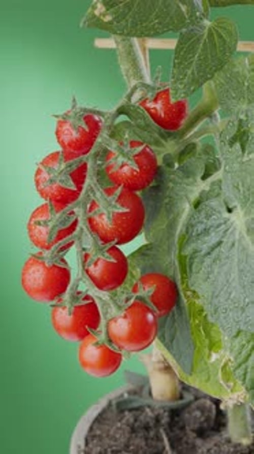 Reife Kirschtomaten auf Tomatenpflanze im Topf aus nächster Nähe. Vertikales Filmmaterial.