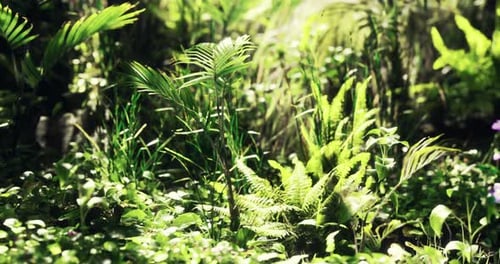 Lush Green Vegetation Thriving in a Tropical Forest Setting During Daylight
