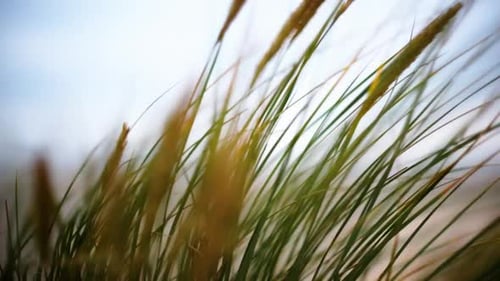 Frisches Schilf weht im Wind in den Dünen am Strand