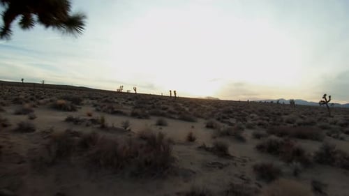 Low altitude fast flight under and around Joshua trees in the Mojave Desert following the contours o