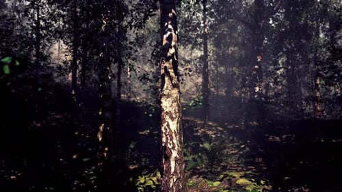 A Tree in the Middle of a Forest