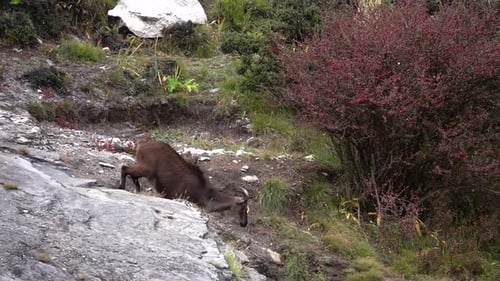 Chèvre de montagne de l'Himalaya Tahr (Hemitragus jemlahicus) sautant d'un rocher
