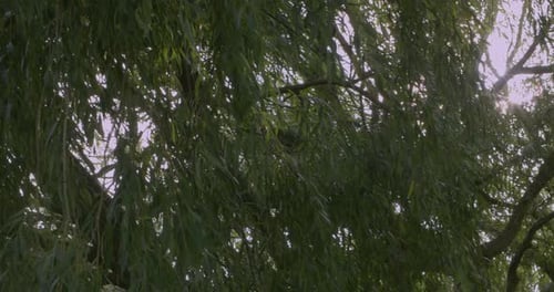Panoramic Shot of Sun Rays through Tree during Summer. Beautiful Lens Flare.