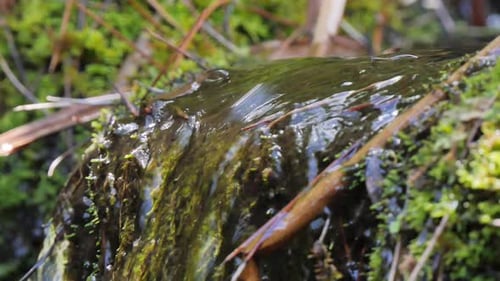 Running water in the forest