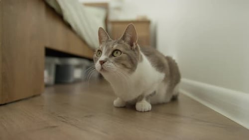 Alarmieren Sie die graue und weiße Tabby-Katze im Haus