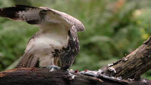Common Buzzard eating prey, biting animal with feathers on tree,close up slow motion