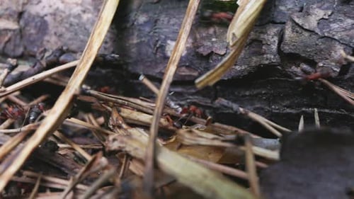 Ants Working Together to Transport Food Near a Log in a Forest Setting During Daylight