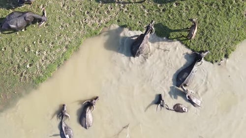 Water Buffalo Relaxing in Watering Hole From Above