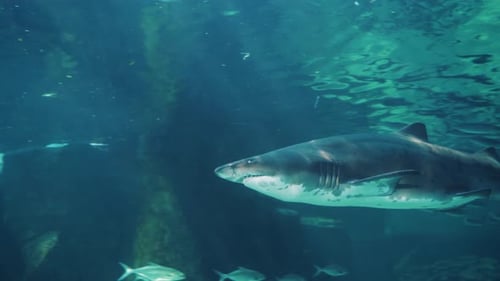 Solitary Shark Exploring Ocean Depths Uhd