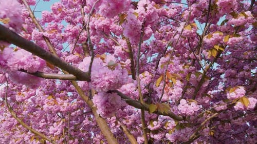 Pink flowers on the tree of flowering Sakura. Cherry blossom in spring.