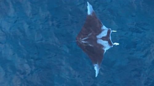 La mantarraya se desliza por las aguas cristalinas del océano abierto en el Caribe, descripción general de arriba hacia abajo
