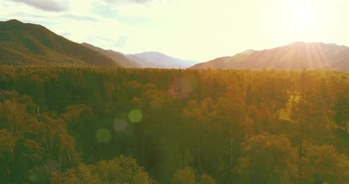 Aerial View Low Flight Above Evergreen Pine Tree Landscape with Endless Mountain Forest at Sunny