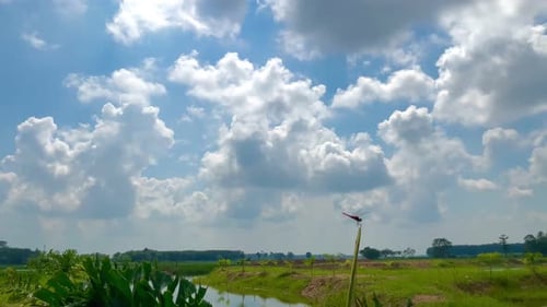 Dragonfly rests along a serene rural landscape