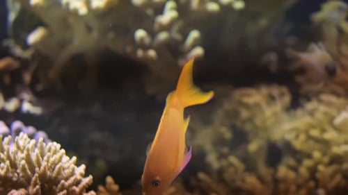 Squarespot Anthias Pseudanthias Pleurotaenia Peces bajo el agua en el mar