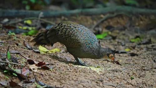 Paon et faisan malais se nourrissant dans la forêt - Gros plan