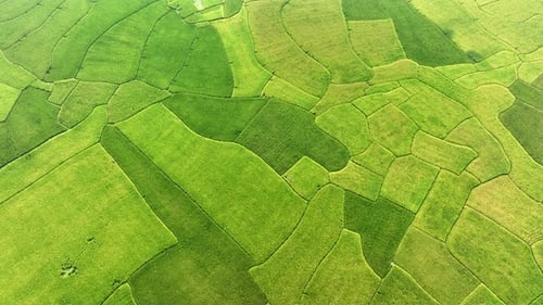 Aerial view of lush green paddy fields, Bangladesh.