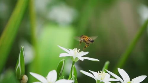 Bee Pollinating White Flower in a Natural Garden