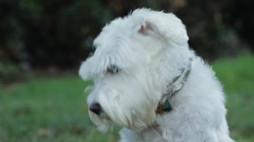 Fluffy White Dog Sniffing in Green Grass