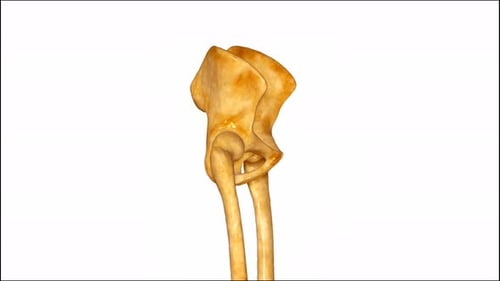 3D Human Hip Bones and Pelvis Rotating Anatomical Animation