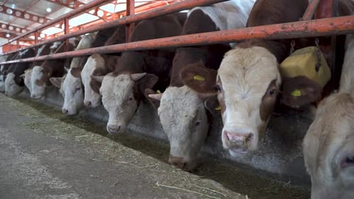 Dairy cows eating hay in modern dairy farm 4K