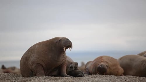A walrus is looking around and back and then lays down on the beach