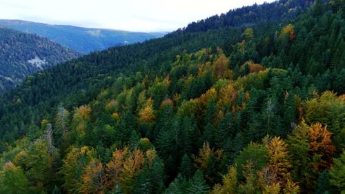 Aerial view of a vast, colorful forest in autumn, stretching over rolling mountain hills under a clo