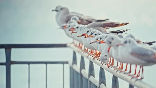 4K Möwe