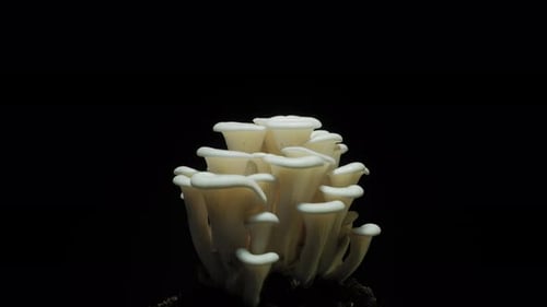 Oyster Mushrooms Growing in Dirt Timelapse