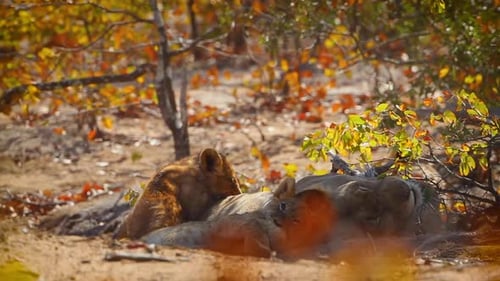 Lion d'Afrique dans le parc national Kruger, Afrique du Sud