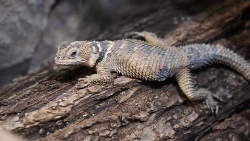 Spiny lizard Rankin's Dragon (Pogona Henrylawsoni) resting on a piece of wood in the desert