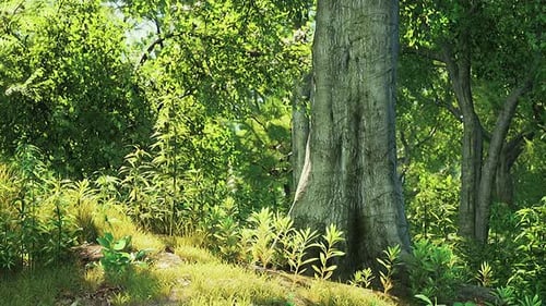 Sunrise in the Beautiful Park