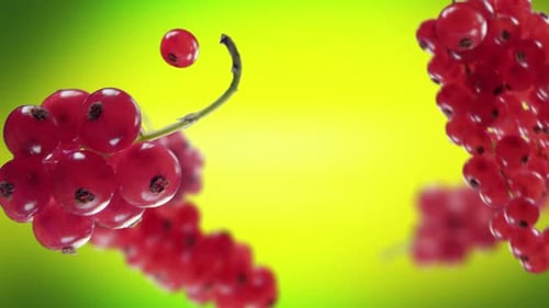 Flying Red Currant and Redcurrants Bunch in Lime Green Background