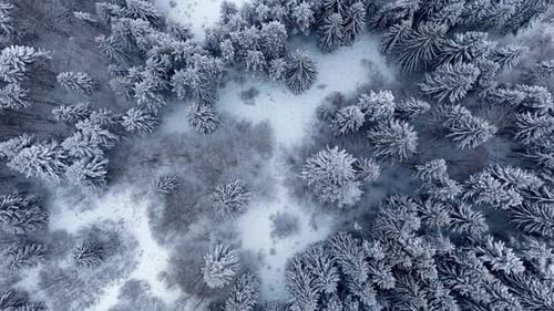 Aerial Topdown Slight of Snowcovered Coniferous Forest Ascending Over White Winter Trees