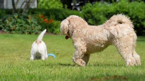 Two Dogs Play Happily in a Green Garden