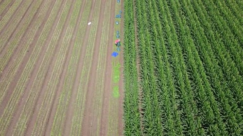 Organic farm work - Aerial footage of workers manually picking fresh Parsley