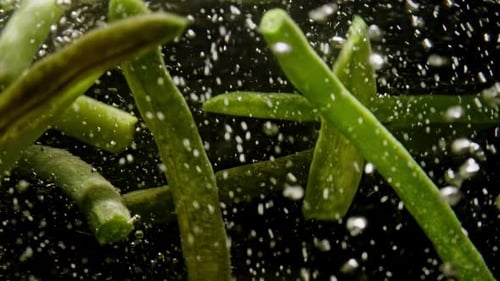 Zeitlupenvideo von frischem Bio-Spargel, der in kochendes Wasser geworfen wird